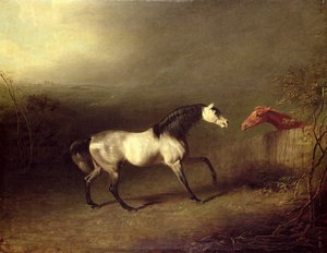 Il cavallo arabo grigio